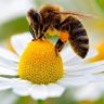 Apis
