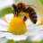 Apis